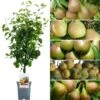 Family Pear Patio Tree (5L, 2-3ft)