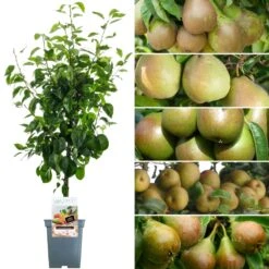 Family Pear Patio Tree (5L, 2-3ft)
