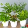 Fern Collection (3 Plants)