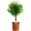 Ficus Babilatos