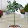 Ficus Brown Turkey Patio Tree