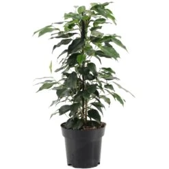 Ficus Danielle