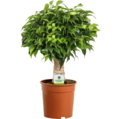 Ficus Dark Green Kinky Stem