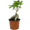 Ficus Ginseng