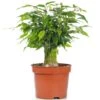 Ficus Kinky Green