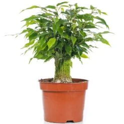 Ficus Kinky Green