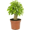 Ficus Kinky Variegated