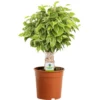 Ficus Light Green Kinky Stem