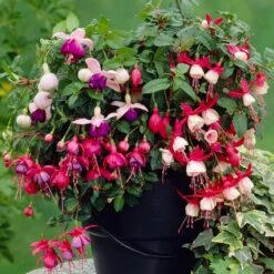 Fuchsia Collection (5 Plants)