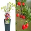 Gojiberry - Lycium Barbarum