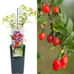 Gojiberry - Lycium Barbarum