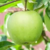 Golden Delicious Apple Tree