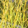 Golden-Twig Dogwood Bare Root Hedge (1ft - 3ft)