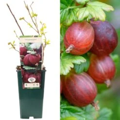Gooseberry - Ribes Uva-crispa Captivator (3L)