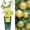 Gooseberry - Ribes Uva-crispa Hinnonmaki Yellow