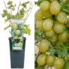 Gooseberry - Ribes Uva-crispa Invicta (3L)