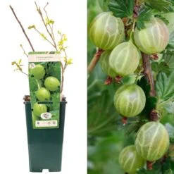 Gooseberry - Ribes Uva-crispa Mucurines