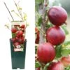 Gooseberry - Ribes Uva-crispa Xenia