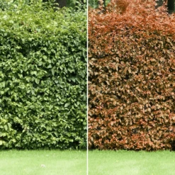 Green Beech Bare Root Hedge (1ft - 5ft)