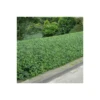 Green Privet Bare Root Hedge (1ft - 4ft)