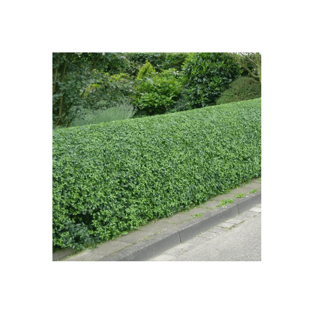 Green Privet Bare Root Hedge (1ft - 4ft) 1 Green Privet Bare Root Hedge (1ft - 4ft)