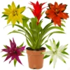 Guzmania Bromeliad