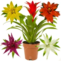 Guzmania Bromeliad