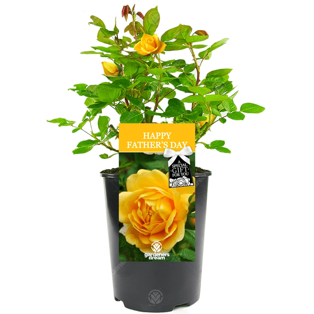 Happy Fathers Day Rose - Gift For Dad 1 Happy Fathers Day Rose - Gift For Dad