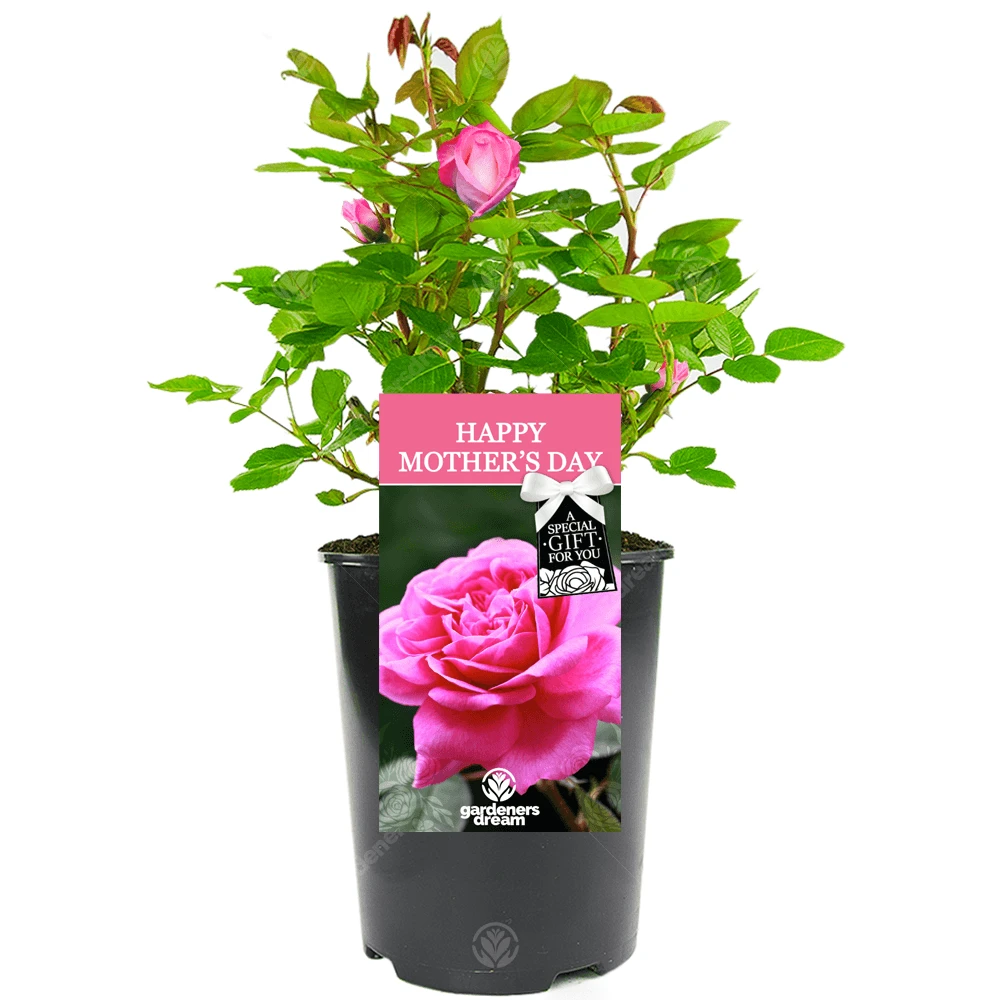 Happy Mothers Day Rose - Gift For Mum 1 Happy Mothers Day Rose - Gift For Mum
