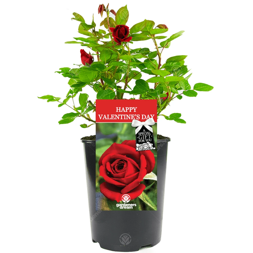 Happy Valentines Day Rose - With Love Gift 1 Happy Valentines Day Rose - With Love Gift