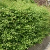 Hawthorn Bare Root Hedge (1ft - 4ft)