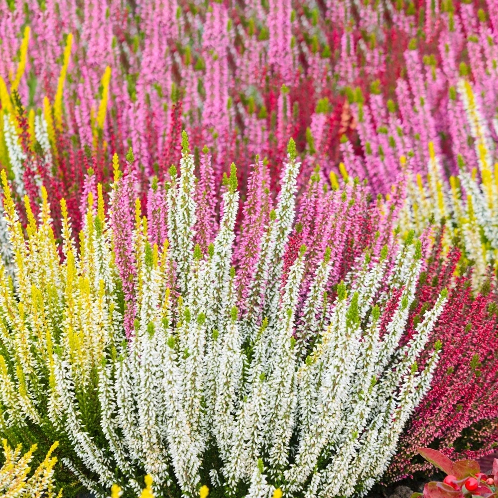 Heather Calluna Beauty Ladies Quattro 1 Heather Calluna Beauty Ladies Quattro