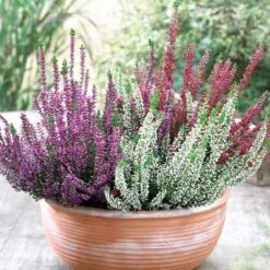Heather Calluna Beauty Ladies Trio