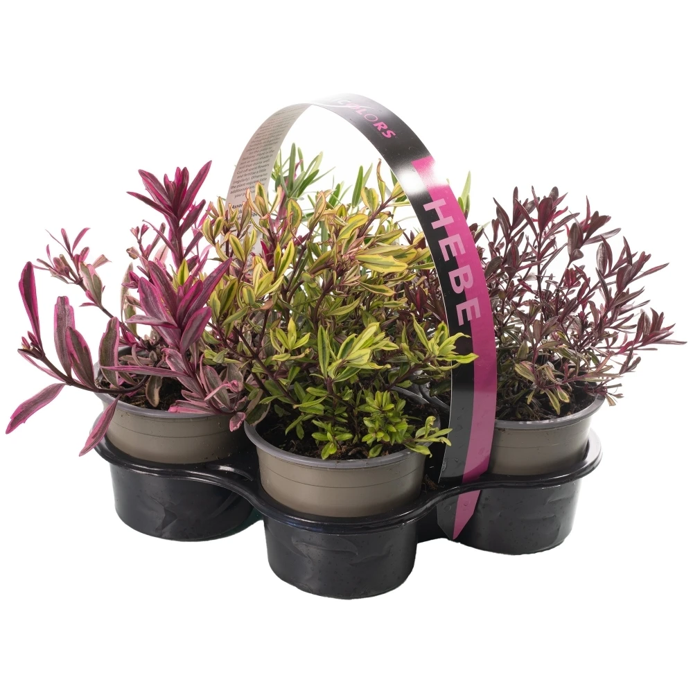 Hebe Magic Colours Collection (9cm, Pack Of 4) 1 Hebe Magic Colours Collection (9cm, Pack Of 4)