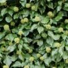 Hedera Hibernica