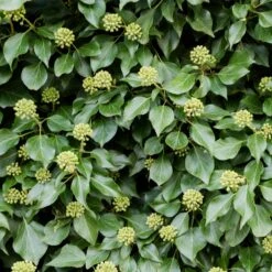 Hedera Hibernica