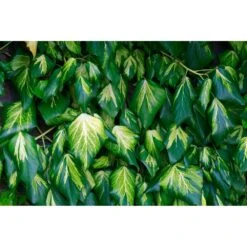 Hedera Sulphur Heart