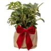 Helleborus Christmas Rose Plant In Festive Wrapping