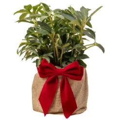 Helleborus Christmas Rose Plant In Festive Wrapping