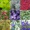 Herbaceous Mix (5 Plants)