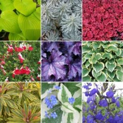 Herbaceous Mix (5 Plants)