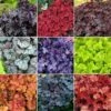 Heuchera Mix (5 Plants)