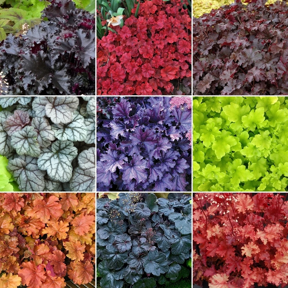 Heuchera Mix (5 Plants) 1 Heuchera Mix (5 Plants)