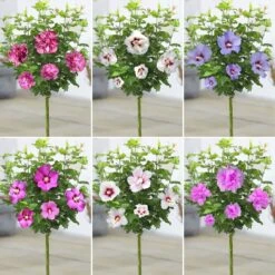 Hibiscus Patio Trees - Various