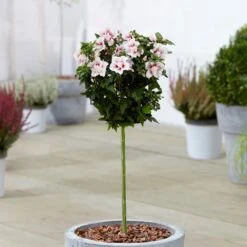 Hibiscus Starburst Chiffon Patio Tree