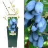 Honeyberry - Lonicera Caerulea Edulis Boreal Beauty