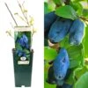 Honeyberry - Lonicera Caerulea Edulis Boreal Blizzard