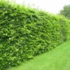 Hornbeam Bare Root Hedge (1ft - 5ft)