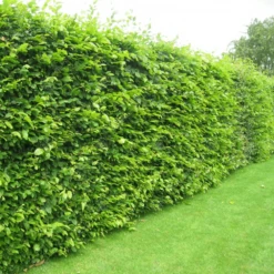 Hornbeam Bare Root Hedge (1ft - 5ft)