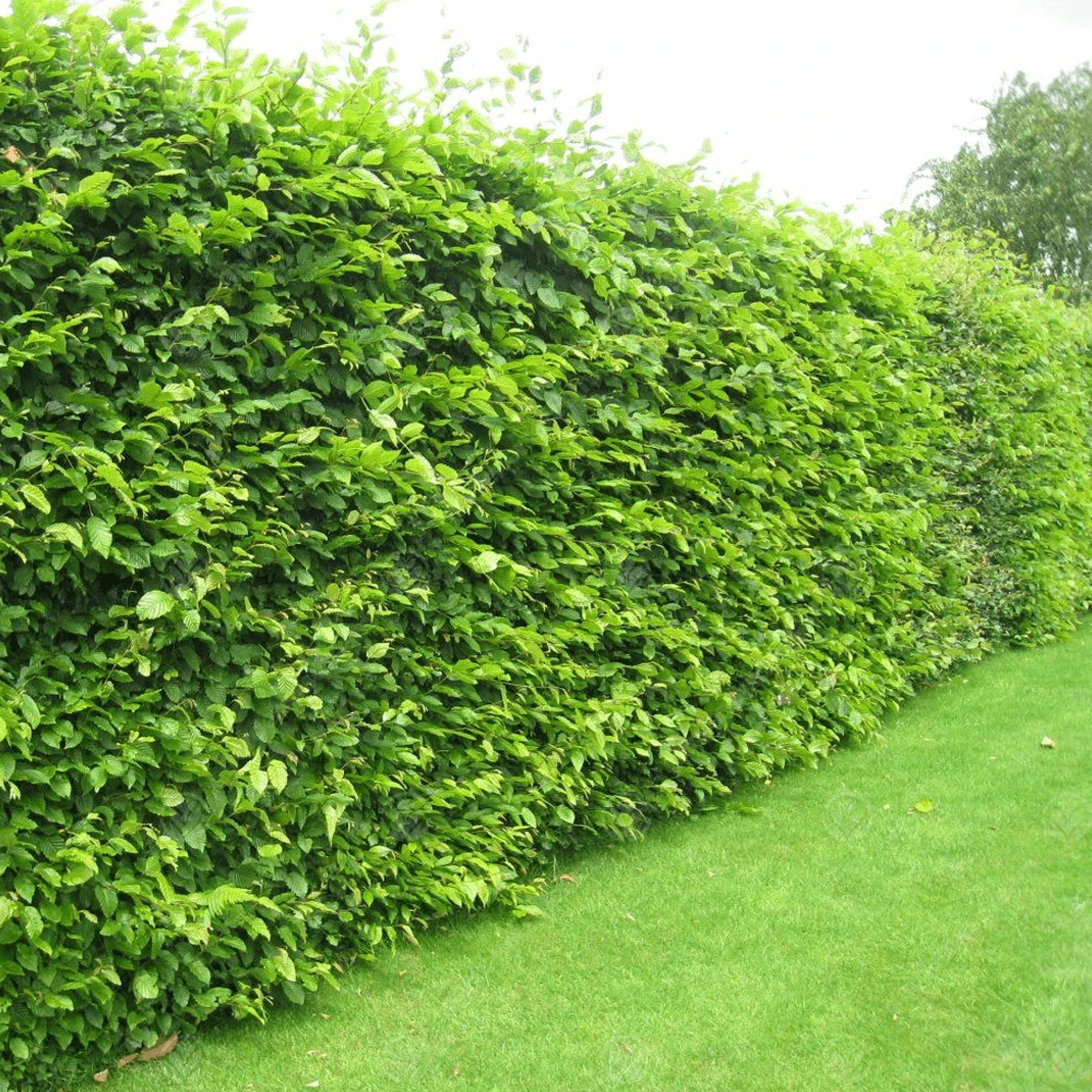 Hornbeam Bare Root Hedge (1ft - 5ft) 1 Hornbeam Bare Root Hedge (1ft - 5ft)